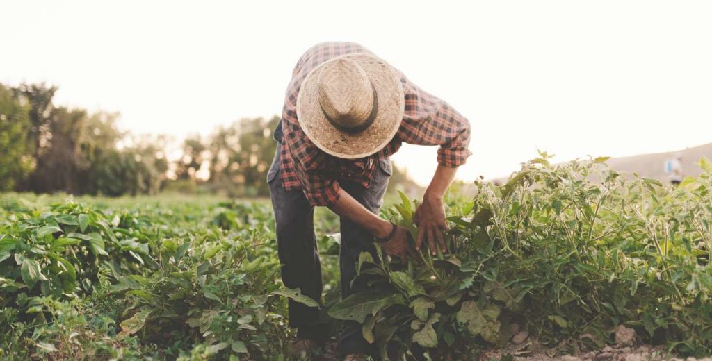 trabajo agrícola Viten