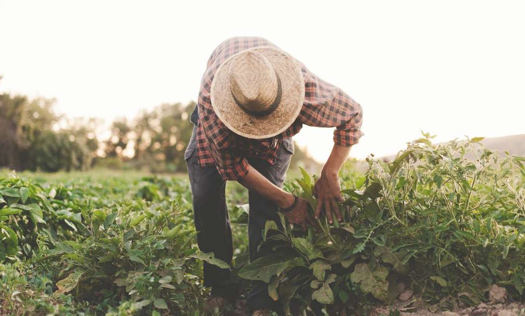 Tratamiento de lesiones por trabajo agrícola