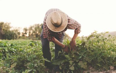 Tratamiento de lesiones por trabajo agrícola